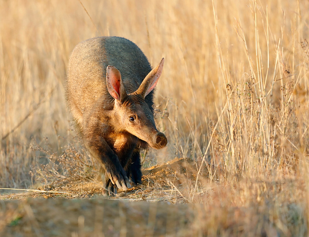 Orycteropus afer